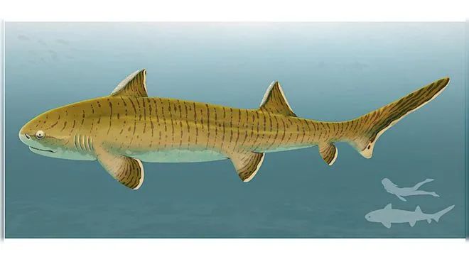 發現3億年前“哥斯拉鯊魚”，擁有恐龍背鰭