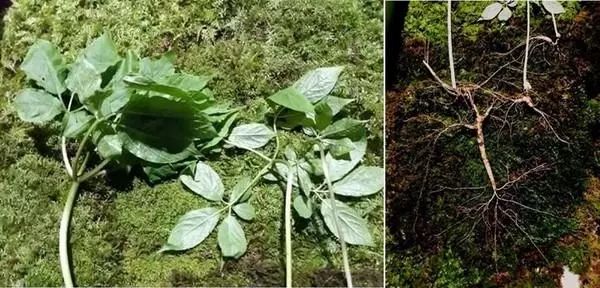 祭祀祖母托夢！韓國男子采到罕見百年野山參價值1億韓元