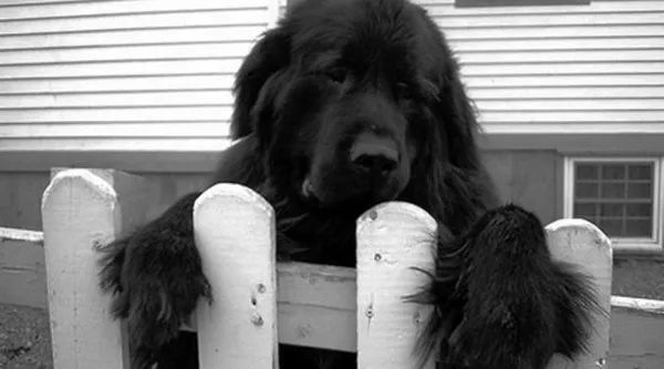 動物為什么會自殺？黑狗2次跳河死意堅決、企鵝獨自走進深山等死