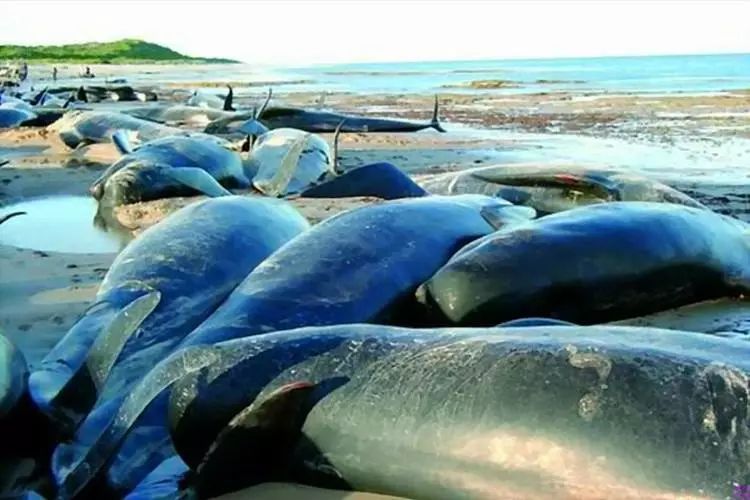 動物為什么會自殺？黑狗2次跳河死意堅決、企鵝獨自走進深山等死