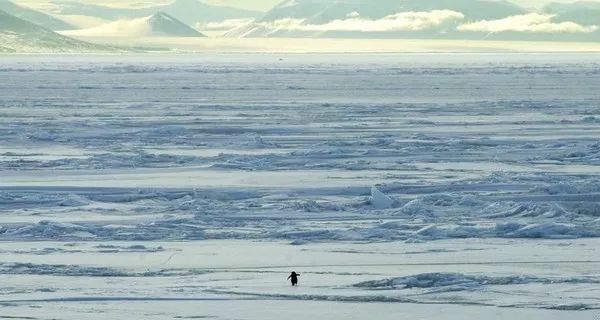 動物為什么會自殺？黑狗2次跳河死意堅決、企鵝獨自走進深山等死