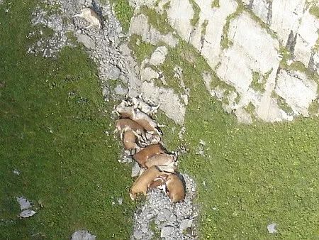 動物為什么會自殺？黑狗2次跳河死意堅決、企鵝獨自走進深山等死