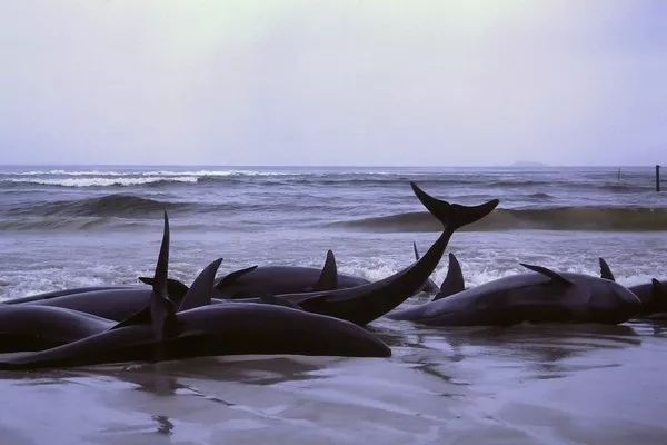動物為什么會自殺？黑狗2次跳河死意堅決、企鵝獨自走進深山等死